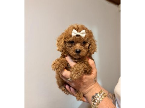 Minicik toy poodle kızlar