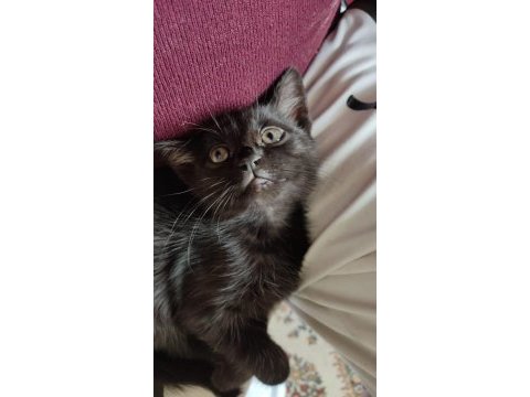 Kedimiz puffy aile arıyor