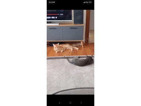 Maine coon ve bengal kırması turuncu