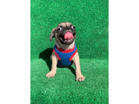 Safkan orjinal dişi ve erkek pug mops yavrular