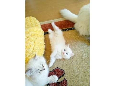 En güzel british longhair benim