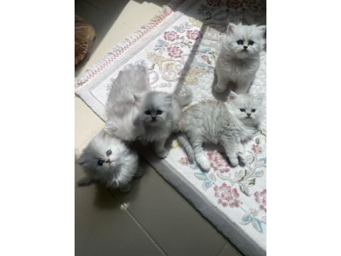 British longhair silver bebekler