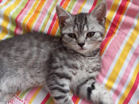 Mınisler yuvalarını arıyor scottish fold