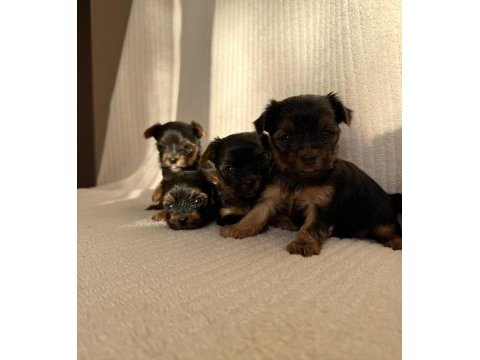 Teacup yorkshire terrier ev doğumlu yavrular