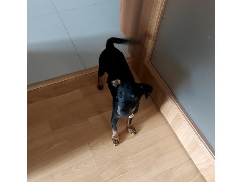 Safkan pinscher erkek