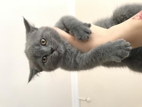 British shorthair
