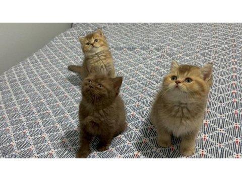 British shorthair yavrularımız