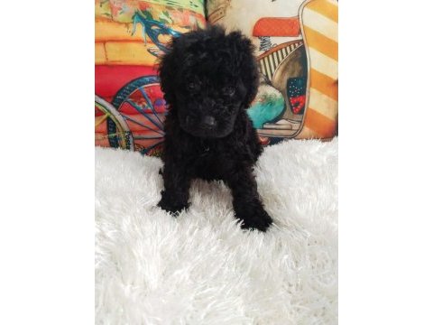 Black poodle