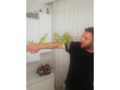 Ele kola alışık yavru pakistan bebekler