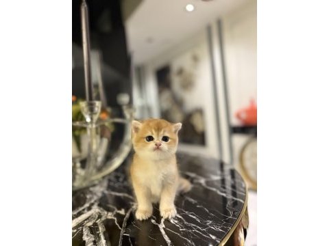 Brıtısh shorthair golden yavrularım 