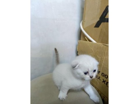 Scottish fold yavrular