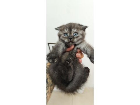 1 scottish fold ve 2 british longhair yavru kedilerim