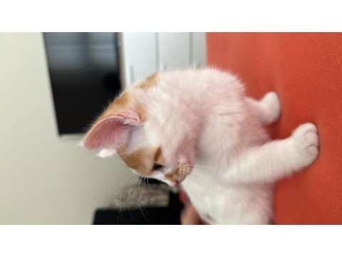 2.5 aylık erkek sarı beyaz tekir kedi yavrusu
