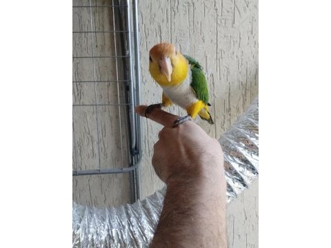 Alışkın erkek caique papağanımız