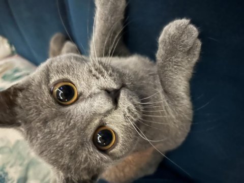 5 aylık british shorthair yavru sevimli ve oyuncu