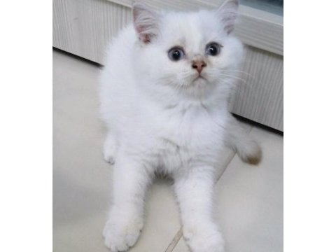 Pamuk british oğlan