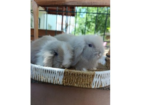 Hollanda teddy lop tavşanı yavrular 35 47 günlükler