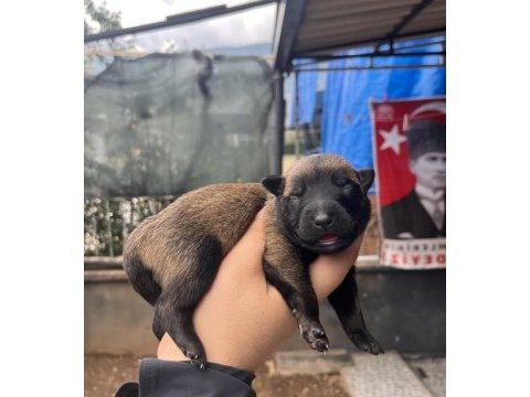 Safkan malinois yavruları