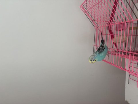 1 yaş dişi muhabbet kuşu