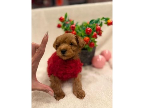 Tatlı maltipoo köpekler