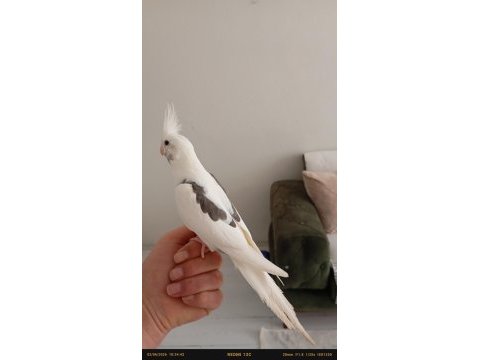 Ele alışkın erkek sultan papağanı