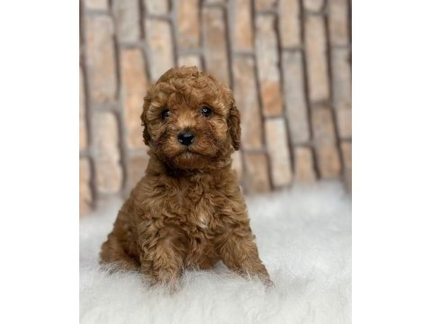 İstanbul köpek çiftliği her boy toy poodle yavrular