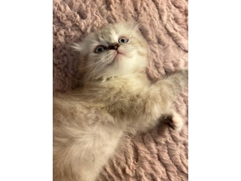 Scottish fold pamuğumuz yeni yuvasını arıyor!