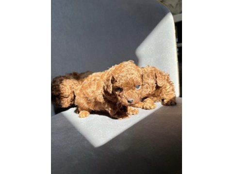 Kore red brown toy poodle