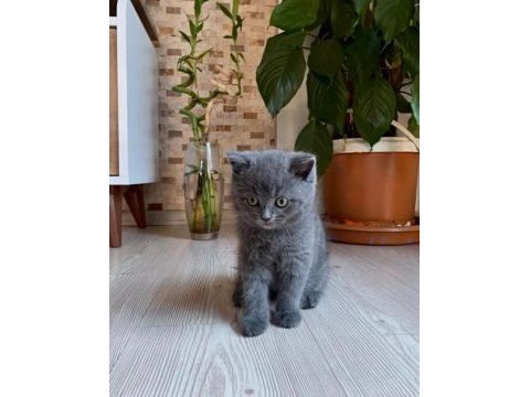 3 aylık british shorthair yavru