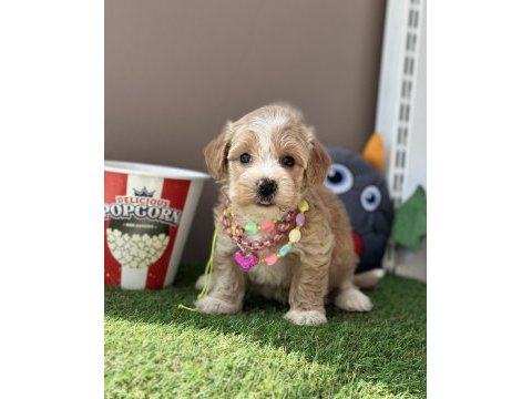 Maltipoo ruhsatlı çiftlikten garantili yavrular