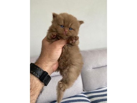 Cinnamon bebek özel ırk kedimiz