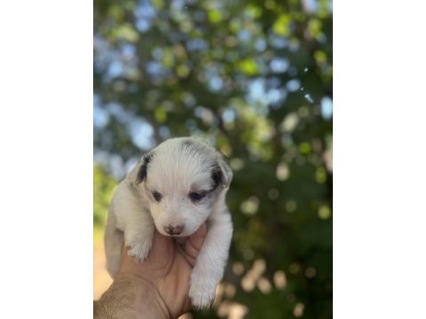 Üreticiden safkan border collie