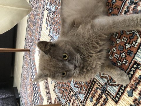 British longhair kedimiz