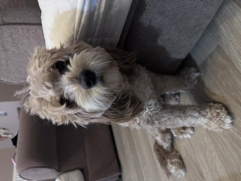 Tarçın maltipoo kızım 1 yaşında
