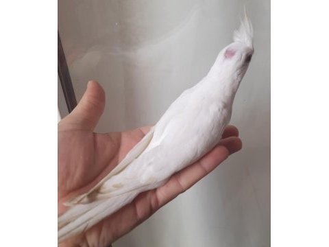 Albino sultan papağanı yavrular yeme düştü