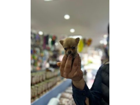 Bardak boy teacup minnak şivava yavrular