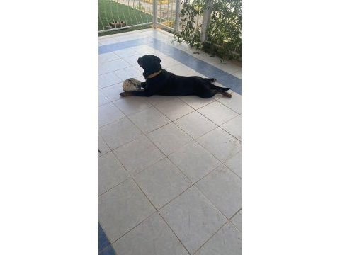 Rottweiler