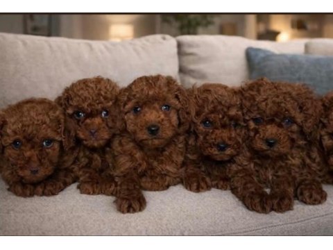 Toy poodle ev ortamında yavrular