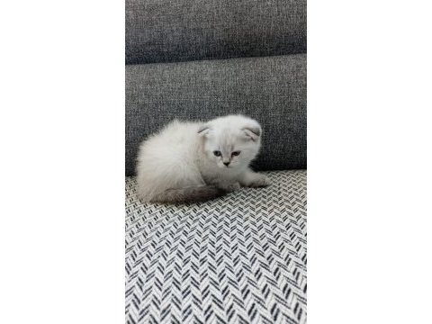 Şekerpare scottish fold