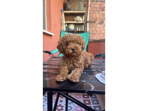 4 aylik erkek poodle