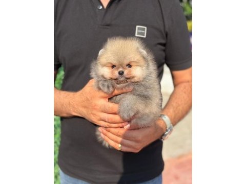 Pomeranian orange yavrumuz teacup