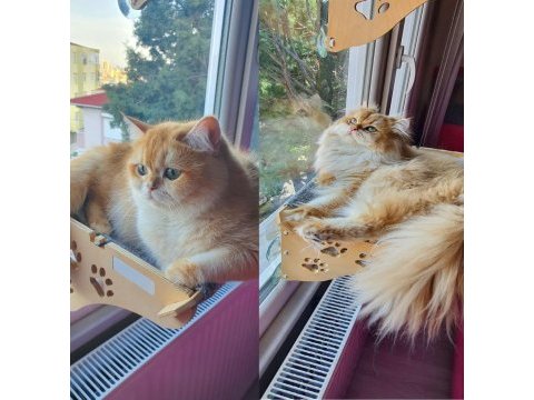 Secereli british longhair yavrularımız
