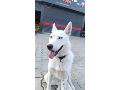 Safkan beyaz husky
