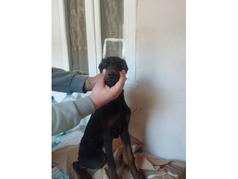 Doberman estetikli
