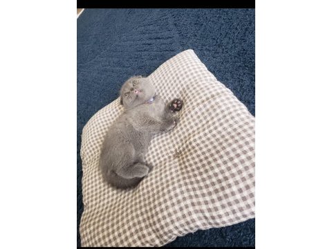 Safkan british ve scottish fold
