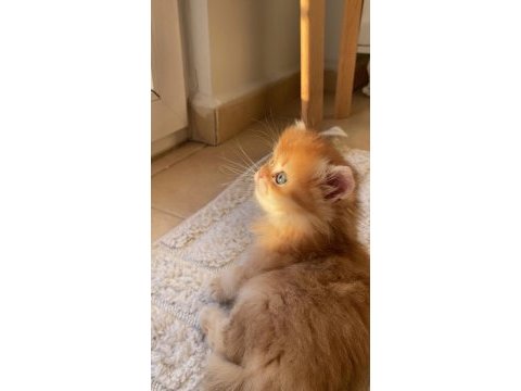 Golden yavrusu kedilerim