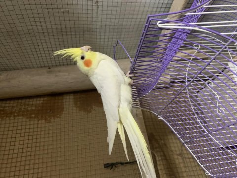 Kampanya sultan papağanı yavruları