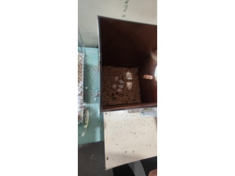Muhabbet kuşlar 15 yavru aldım şuan 5 yumurta var