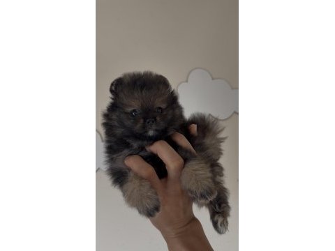 Pomeranian boo orjinal ayı surat sable wolf