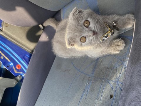 Bebek gibi yavru scottish fold